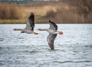 2026 USPOULTRY Live Production, Welfare & Biosecurity seminar highlights technology, bird welfare and biosecurity