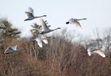 DGAV strengthens recommendations to prevent avian influenza in Portugal