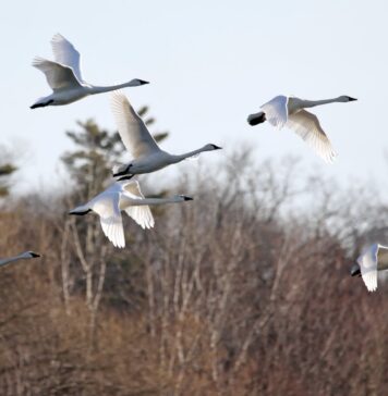 DGAV strengthens recommendations to prevent avian influenza in Portugal
