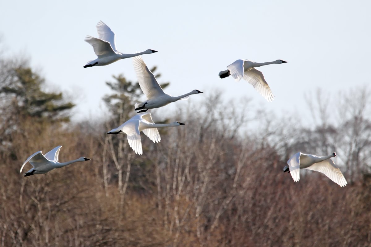 DGAV strengthens recommendations to prevent avian influenza in Portugal